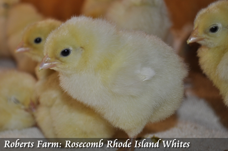 http://www.robertsfarm.us/RI_Whites_H/rc03.jpg