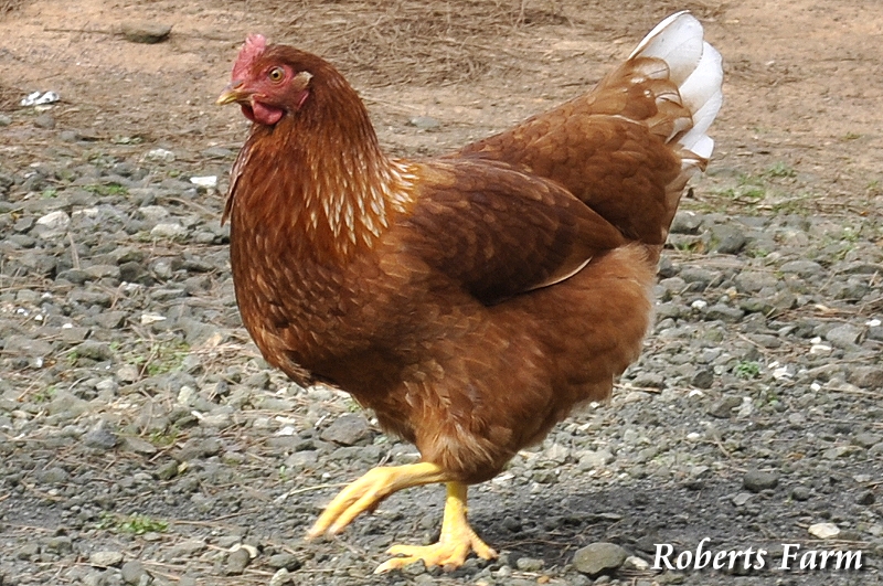 Roberts Farm: Cinnamon Queens