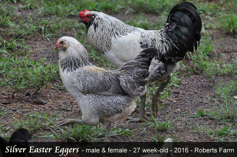 Roberts Farm: Easter Eggers
