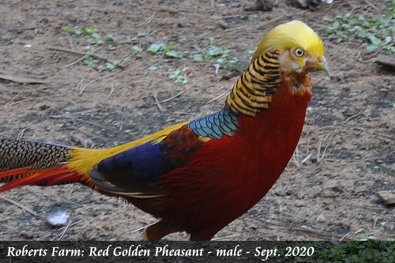Golden Pheasant, Birds Wiki