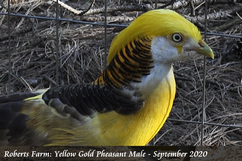 Murray McMurray Hatchery - Yellow Golden Pheasant