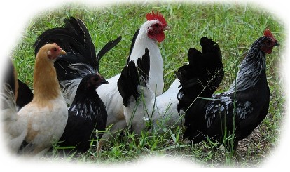 Black Tailed Buff Japanese Bantam Chicks