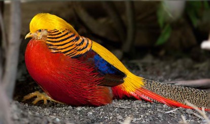 Golden Pheasant Bird Facts (Chrysolophus pictus)